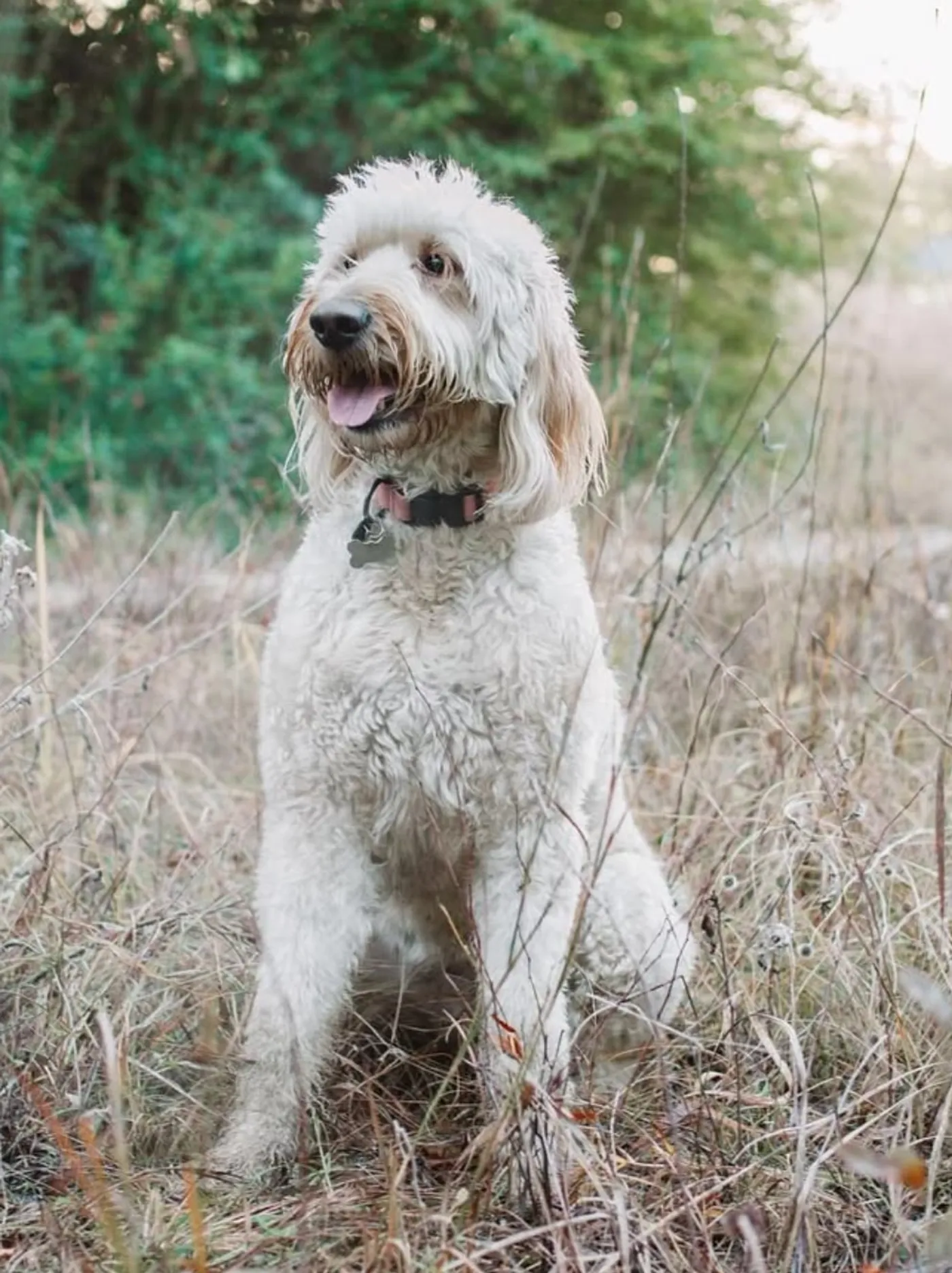 The studio dog, a goldendoodle, sitting in tall grass